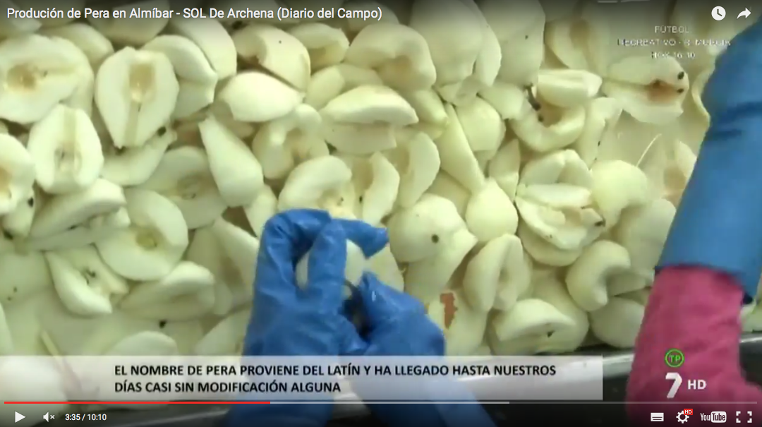 Producción de Pera